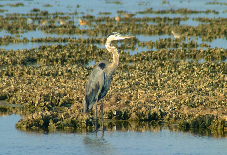 (06) Dscf1288 (great blue heron).jpg   (950x648)   314 Kb                                    Click to display next picture